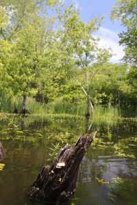 silver maple swamp with Lentinus tigrinus on log in foreground