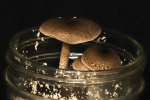 Lentinus tigrinus growing in a jar