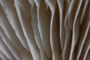 close up of Lentinus tigrinus gills