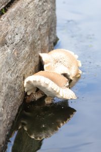 secotioid Lentinus tigrinus growing from a partially submerged log