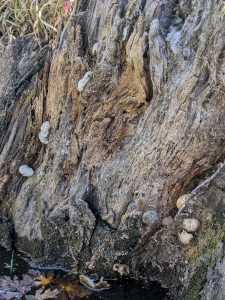 old and young mushrooms of Lentinus tigrinus on a partially submerged log