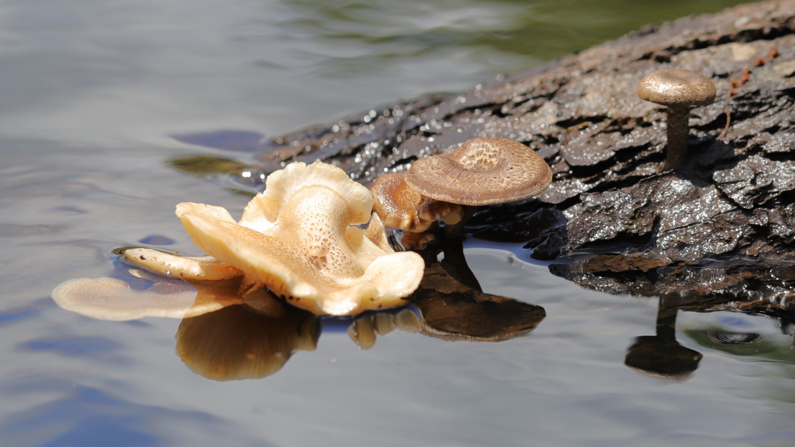 Lentinus tigrinus fruiting partially submerged from a log